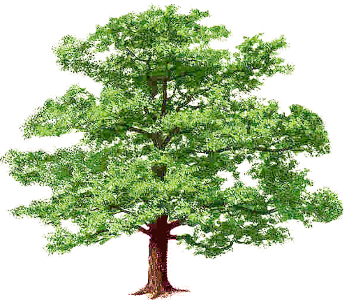 Family Tree